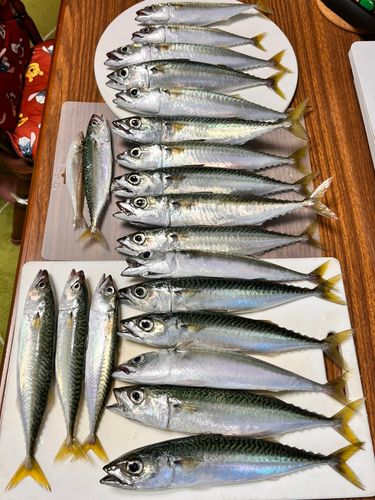 サバの釣果