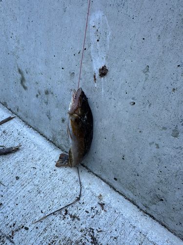 アイナメの釣果