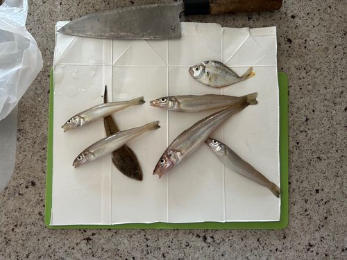 シロギスの釣果