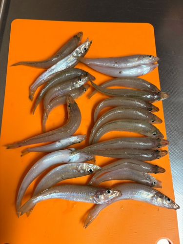 キスの釣果
