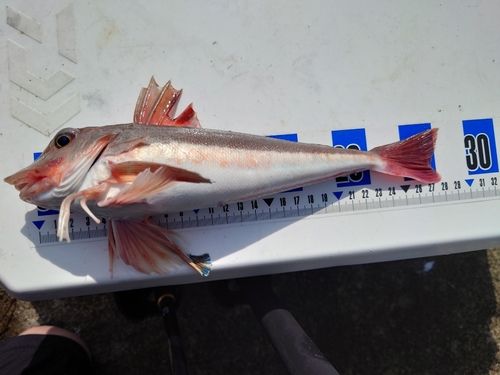 カナガシラの釣果