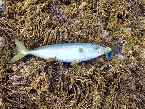 フクラギの釣果