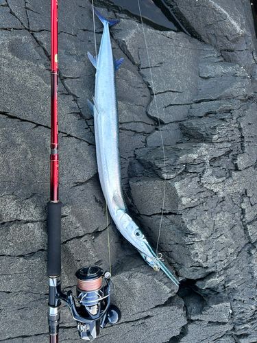 ダツの釣果