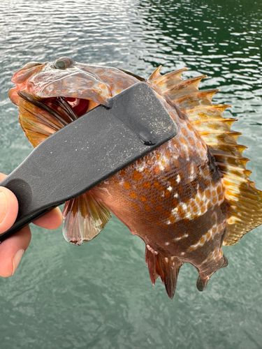 キジハタの釣果