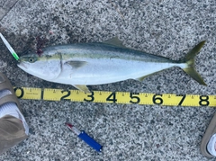 ブリの釣果