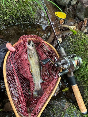 イワナの釣果
