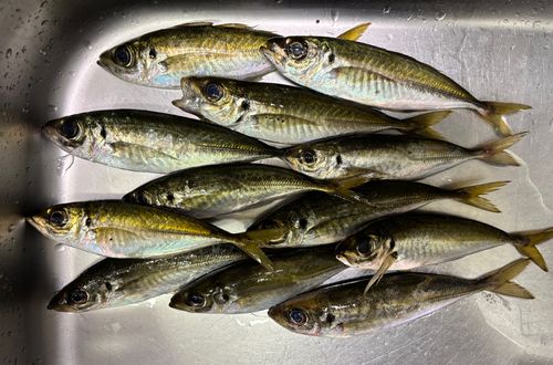 アジの釣果