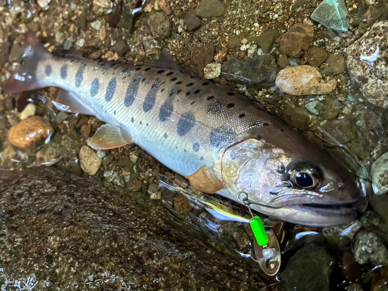 ダイワ ワイズストリーム 53UL-3(Daiwa WISE STREAM) 74_1.jpg