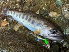 ヤマメの釣果