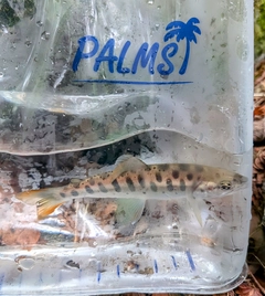 ヤマメの釣果