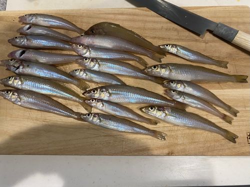 キスの釣果
