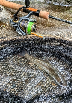 イワナの釣果
