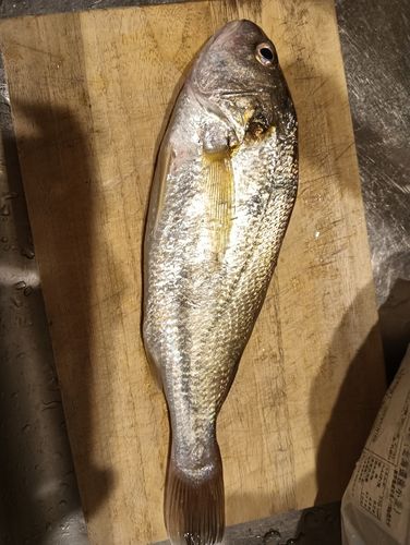 シログチの釣果