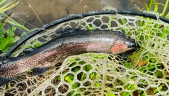 ニジマスの釣果