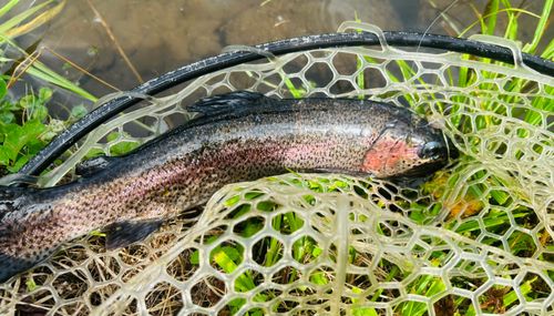 ニジマスの釣果