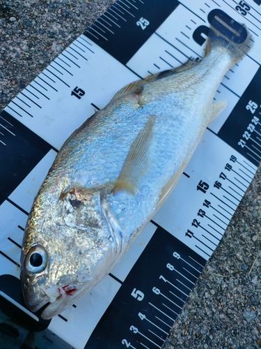 イシモチの釣果