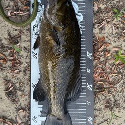 スモールマウスバス