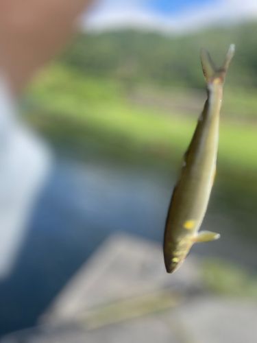 アユの釣果