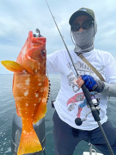 アカハタの釣果