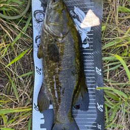 スモールマウスバス