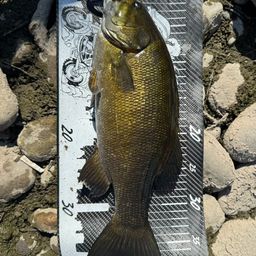 スモールマウスバス