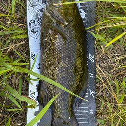 スモールマウスバス