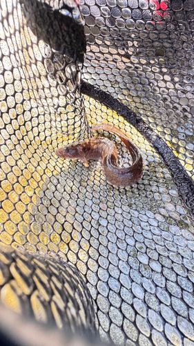 ダイナンギンポの釣果