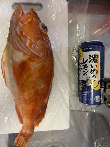 カサゴの釣果