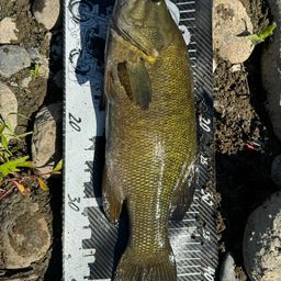 スモールマウスバス