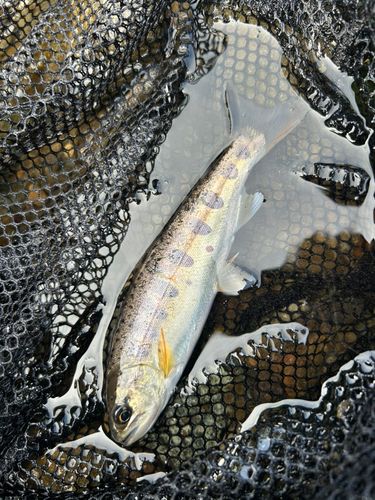 ヤマメの釣果