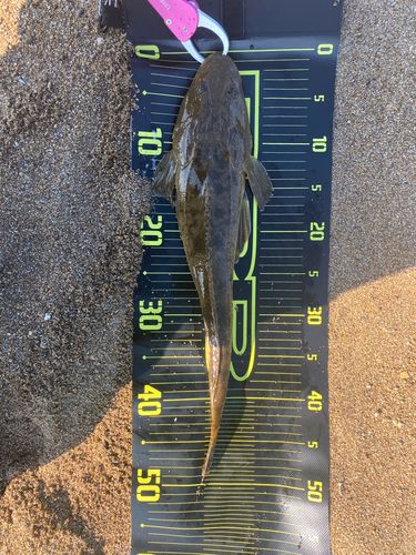 マゴチの釣果