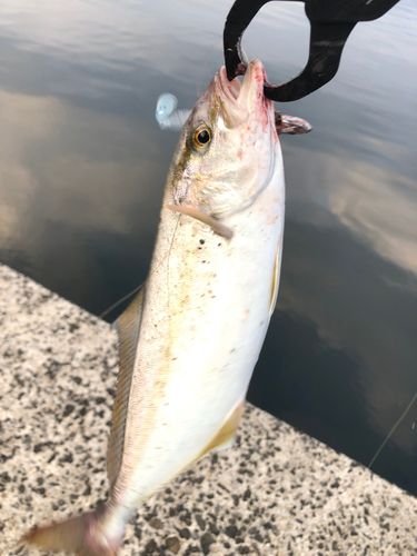 ネリゴの釣果