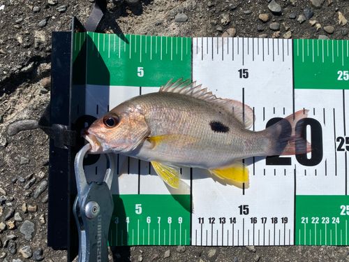 クロホシフエダイの釣果