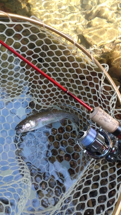 レインボートラウトの釣果