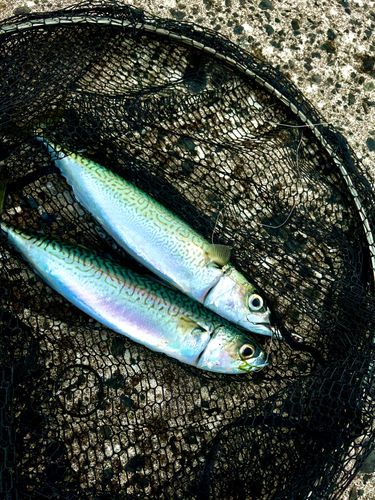 サバの釣果