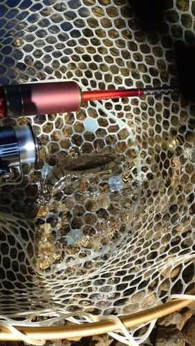 レインボートラウトの釣果