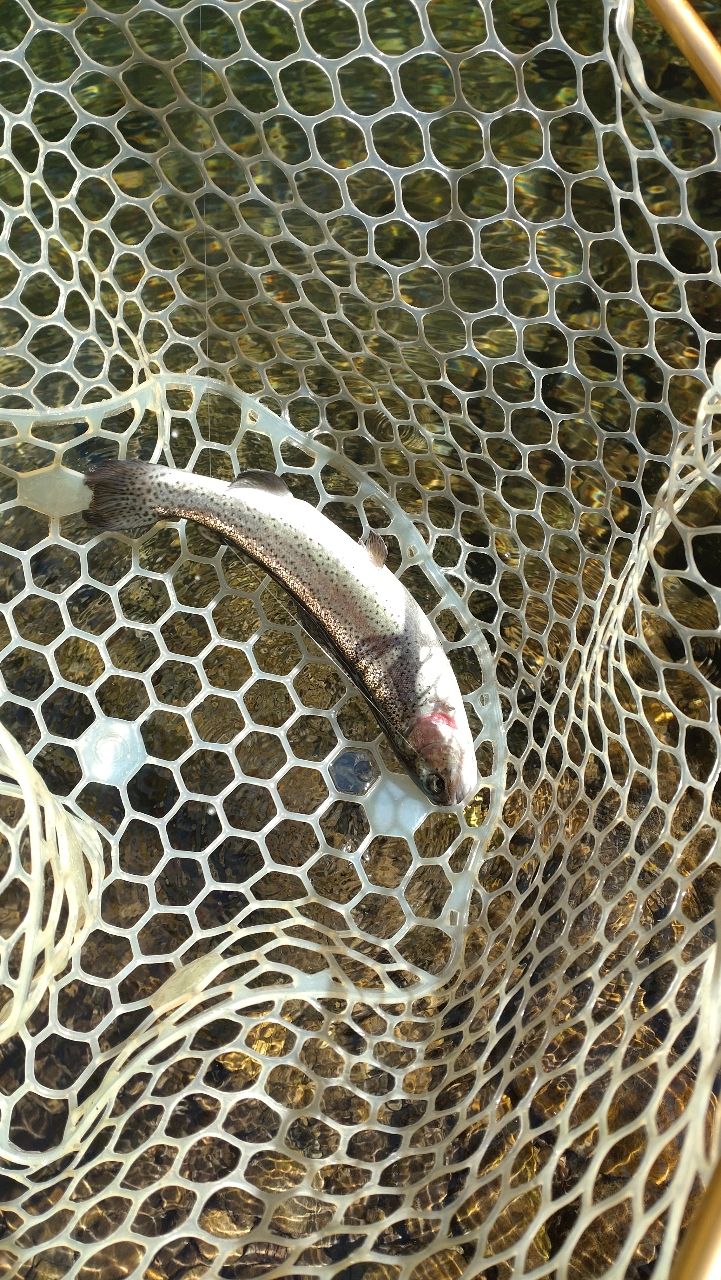 レインボートラウト