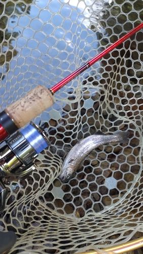 レインボートラウトの釣果