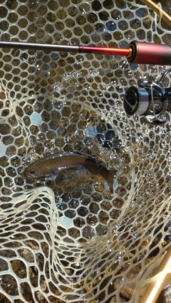 レインボートラウトの釣果