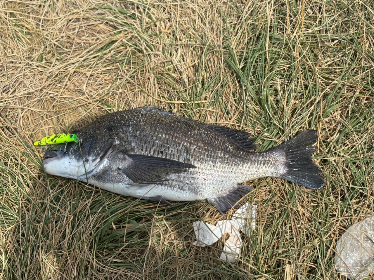 DAIWA 20レブロス LT5000D-CHの最安値・インプレ・釣果 | 本音の