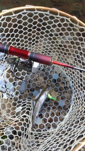 レインボートラウトの釣果