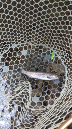 レインボートラウトの釣果