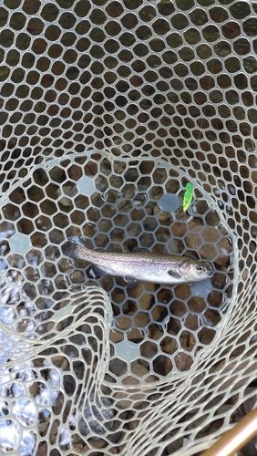 レインボートラウトの釣果