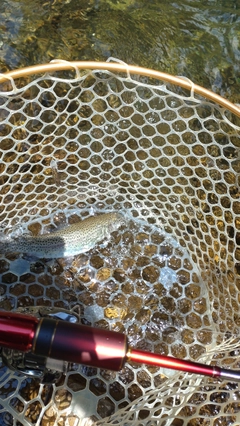 レインボートラウトの釣果