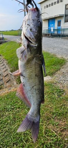 アメリカンキャットフィッシュの釣果
