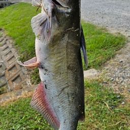 アメリカンキャットフィッシュ