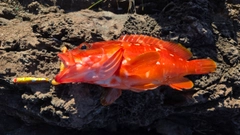 アカハタの釣果