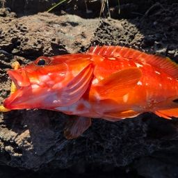 アカハタ