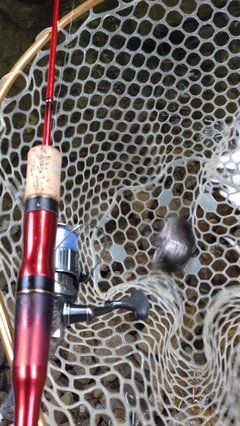 レインボートラウトの釣果