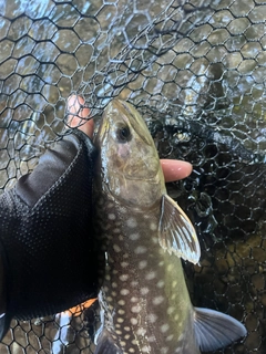 アメマスの釣果